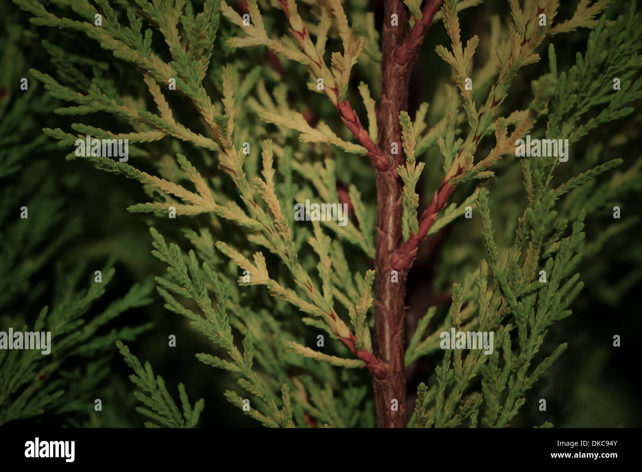 der Stamm und die Zweige der Thuja dekorative Nahaufnahme Stockfoto