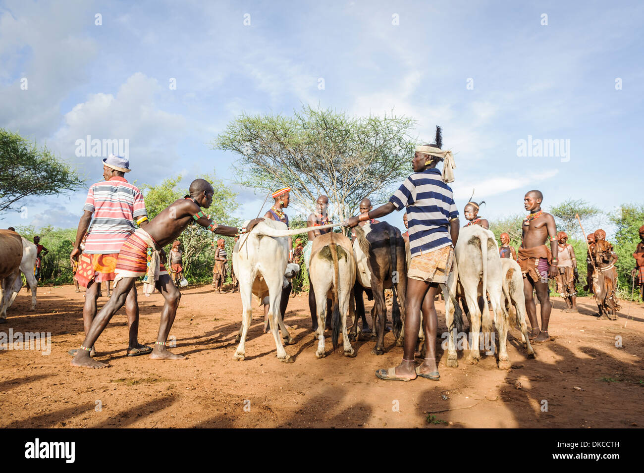 Sammeln die Rinder für ein Stier springen Zeremonie. Ein Rite des Durchganges von jungen Männern. Hamer Stamm, Omo-Tal, Äthiopien Stockfoto