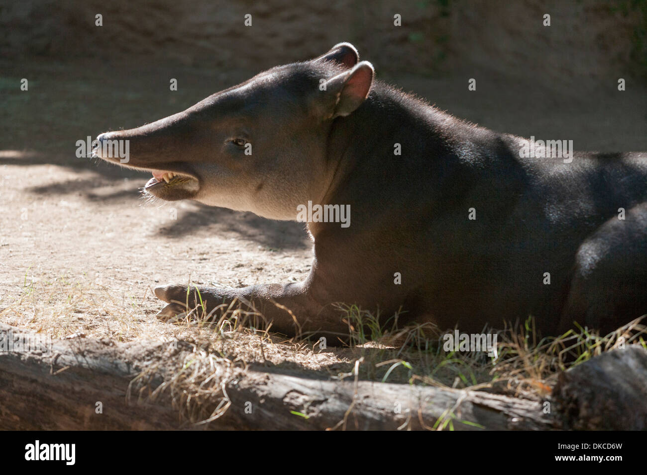 Baird Tapir. Der Tapir Nase und Oberlippe sind eine flexible Schnauze, die zusammengefasst "prehensile". Stockfoto