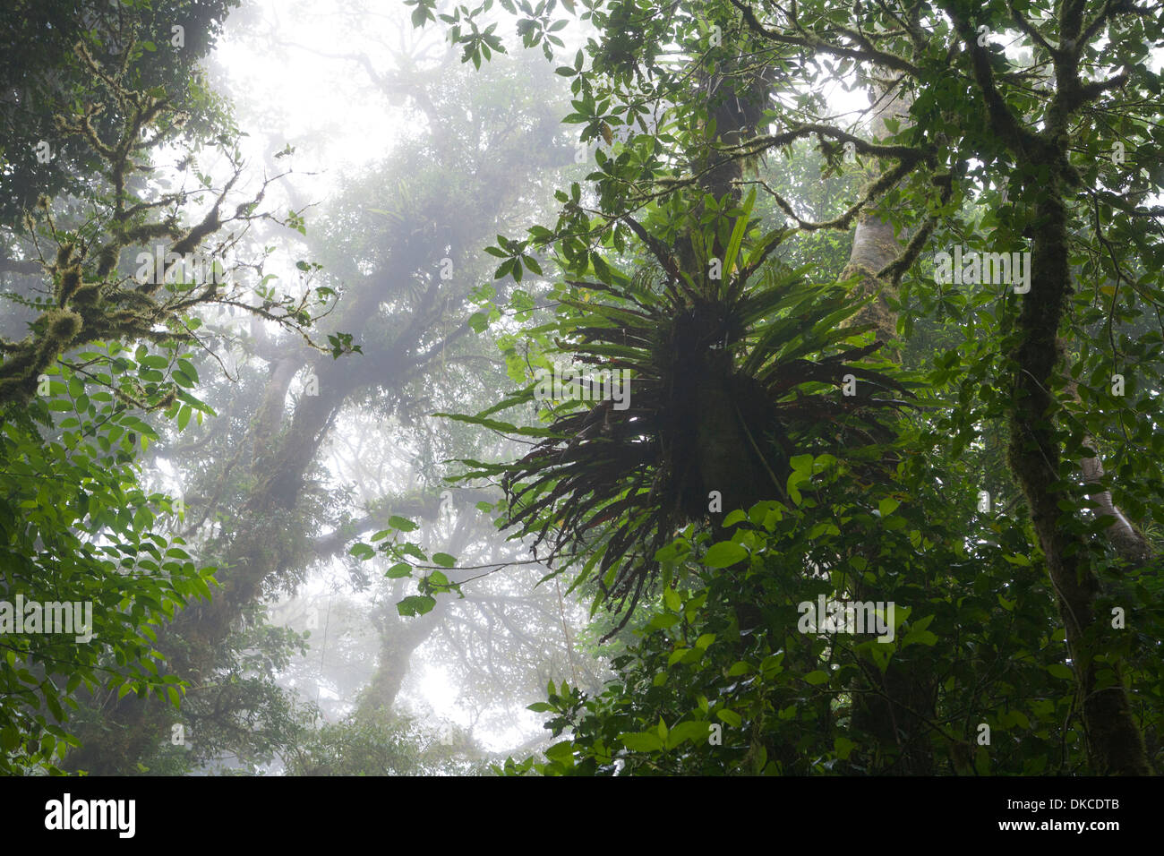 Monteverde Cloud Forest von Costa Rica. Stockfoto