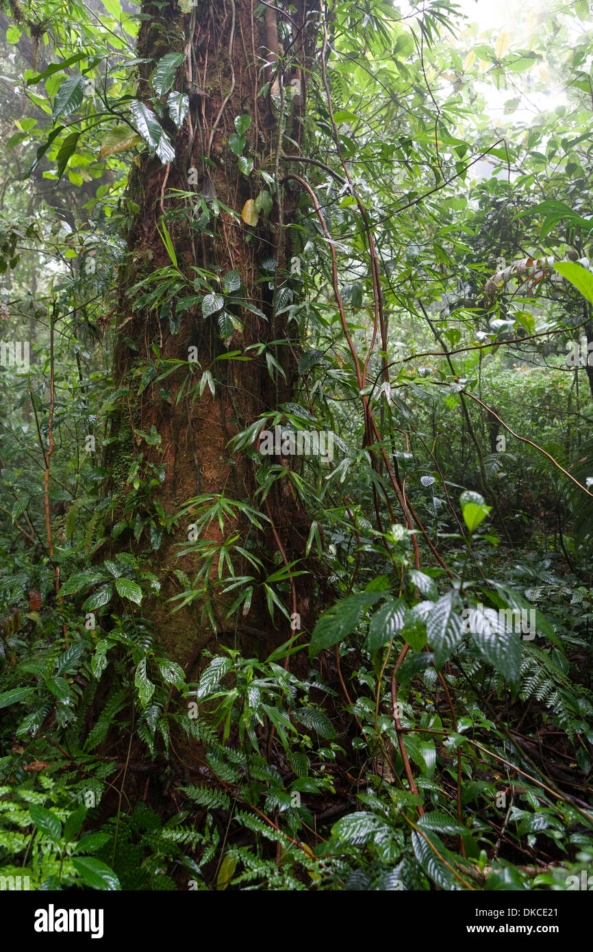 Monteverde Cloud Forest von Costa Rica. Stockfoto