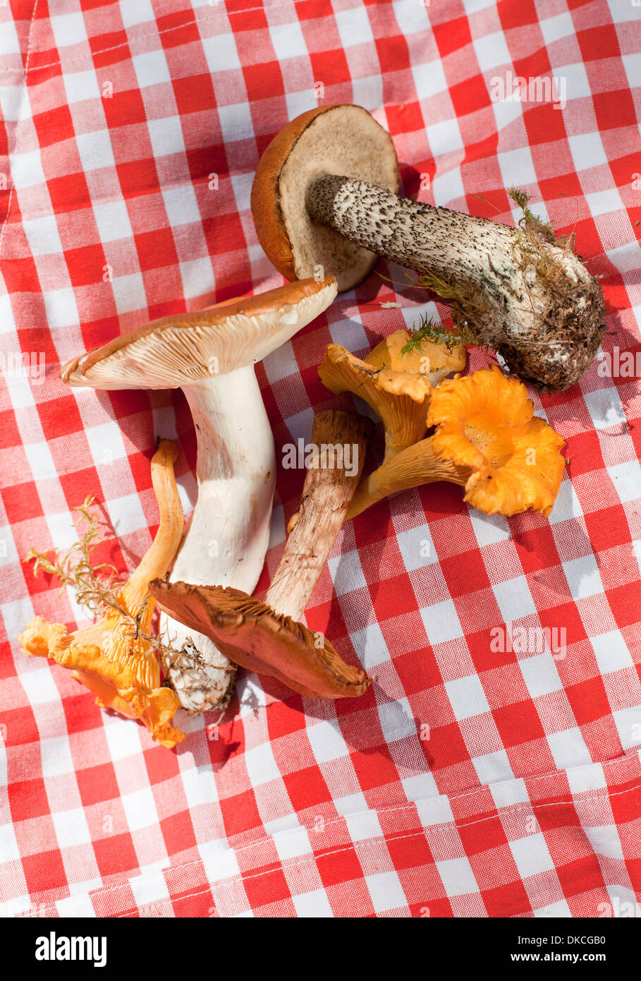 Eierschwämmen Cibarius (Pfifferling) und Boletus Edulis (Steinpilz) Pilze Stockfoto