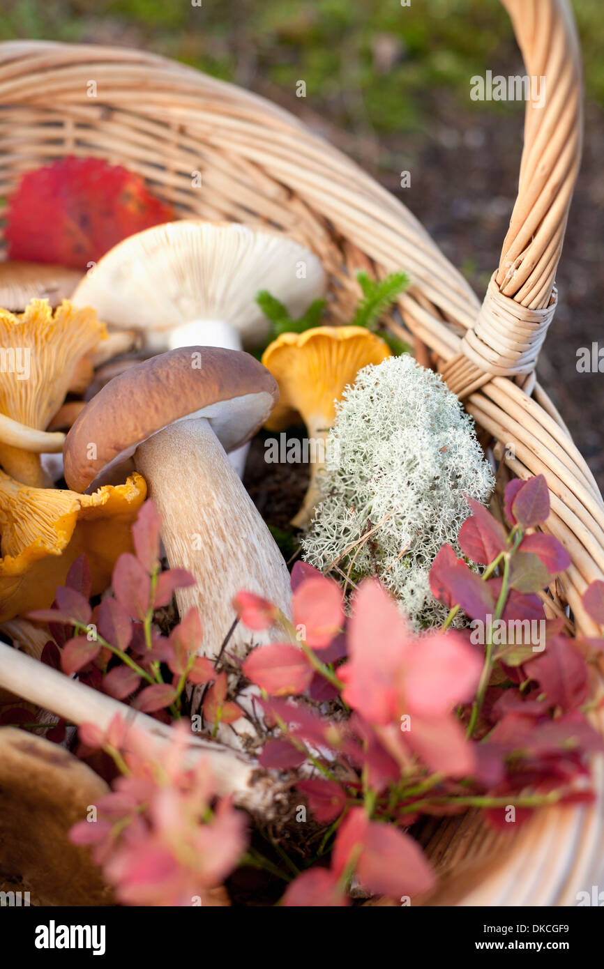 Korb mit Pilzen und herbstliche Blätter Stockfoto