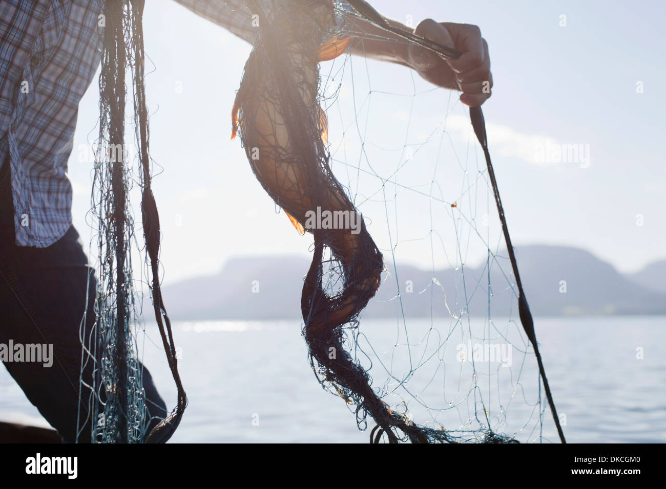 Person, die Fische im Netz, Aure, Norwegen Stockfoto