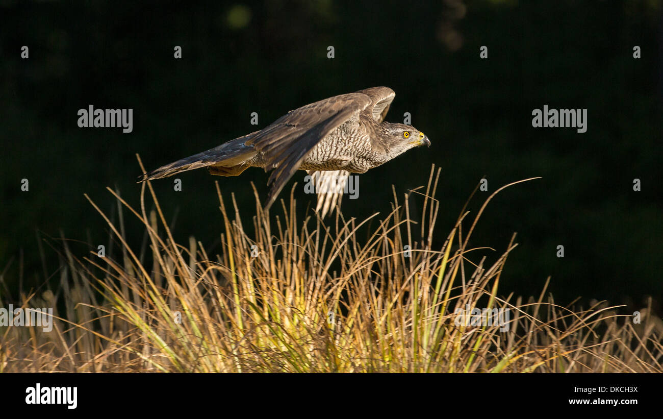 Weiblichen nördlichen Habicht (Accipiter Gentilis) Tiefflug lange Gras, böhmischen Wald Stockfoto