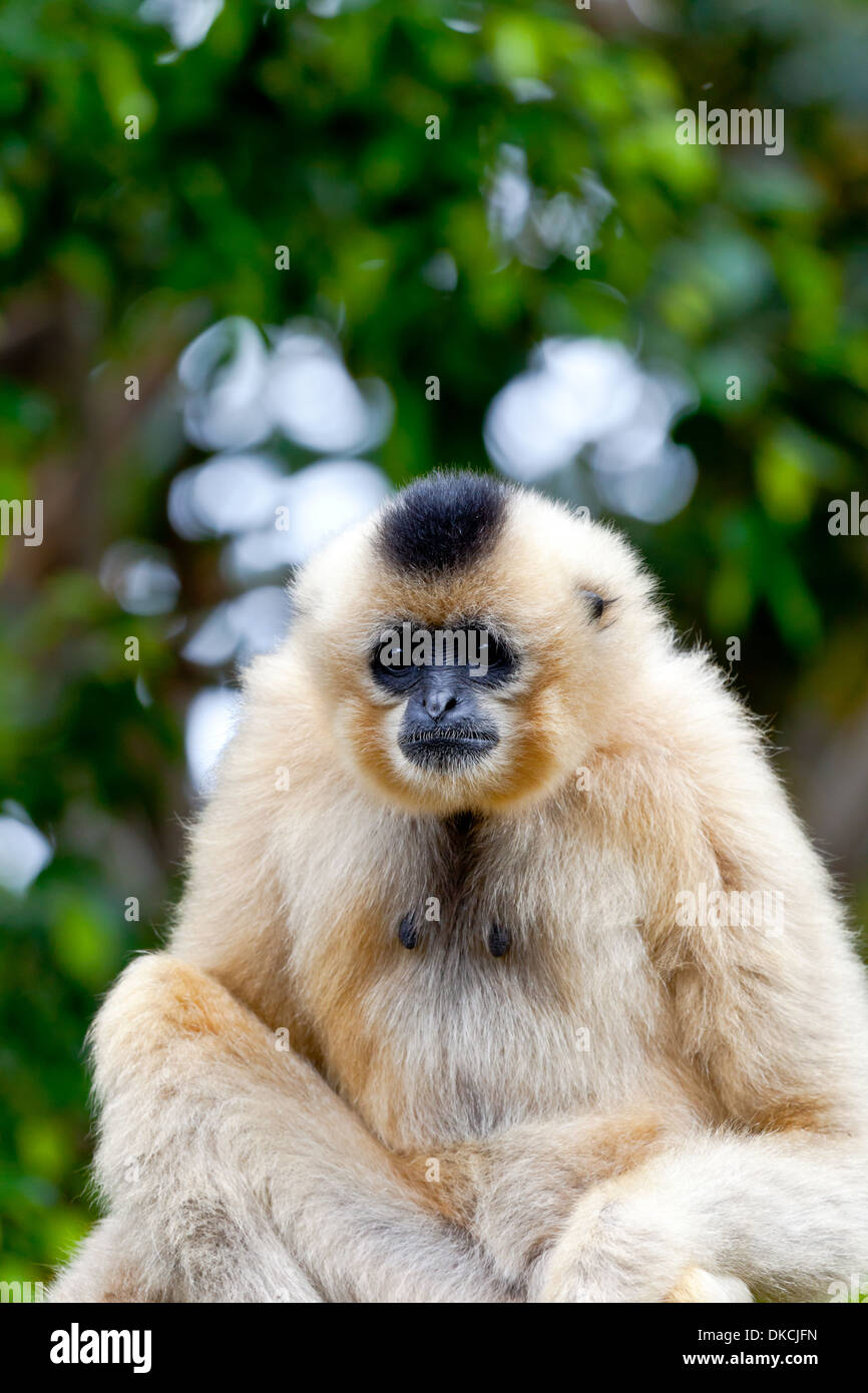 Kostbare Exemplar von Gibbon goldenen Wangen Stockfoto