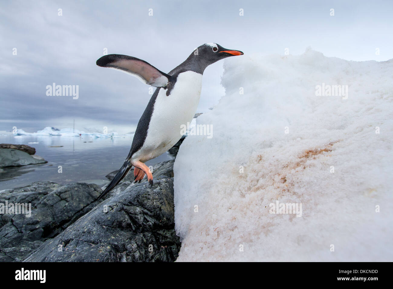 Antarktis, Cuverville Island, Gentoo Penguin (Pygoscelis Papua) über gefrorenen Schnee Bank entlang der Felsenküste springen Stockfoto