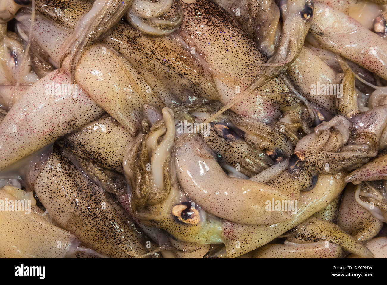 Frischer Tintenfisch zum Verkauf an einen Fischhändler Speicher in den Pike Place Market in Seattle, Washington State, USA Stockfoto