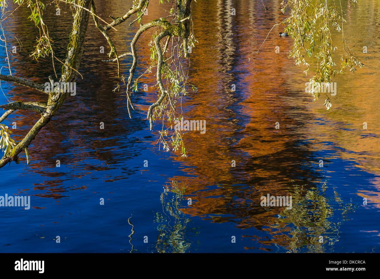 Weidenzweige im Vordergrund, mit Reflexionen von Herbst Bäume auf Green Lake, Green Lake Park, Seattle, Washington State, USA Stockfoto