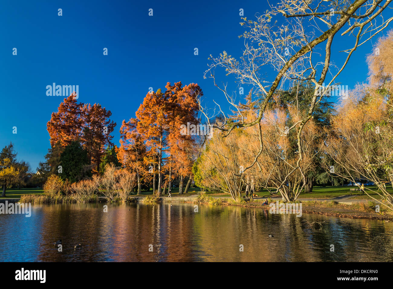 Weidenzweige im Vordergrund, mit Reflexionen von Herbst Bäume auf Green Lake, Green Lake Park, Seattle, Washington State, USA Stockfoto