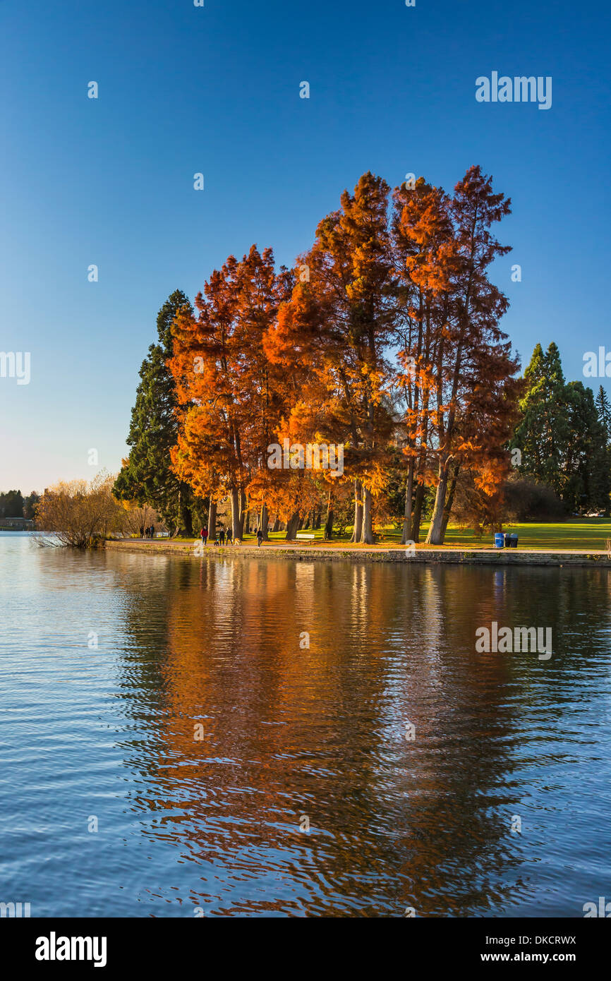 Herbstfarben von Sumpfzypresse, Taxodium Distichum in Green Lake Park, Seattle, Washington State, USA Stockfoto