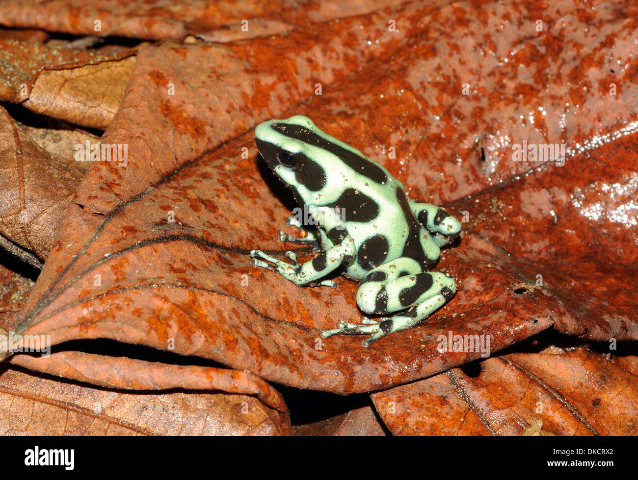 Grüne und braune vergiften Pfeil Frösche (Dendrobates Auratus) grün und schwarz Pfeilgiftfrosch, grünen und schwarzen vergiften Pfeil Frosch Stockfoto