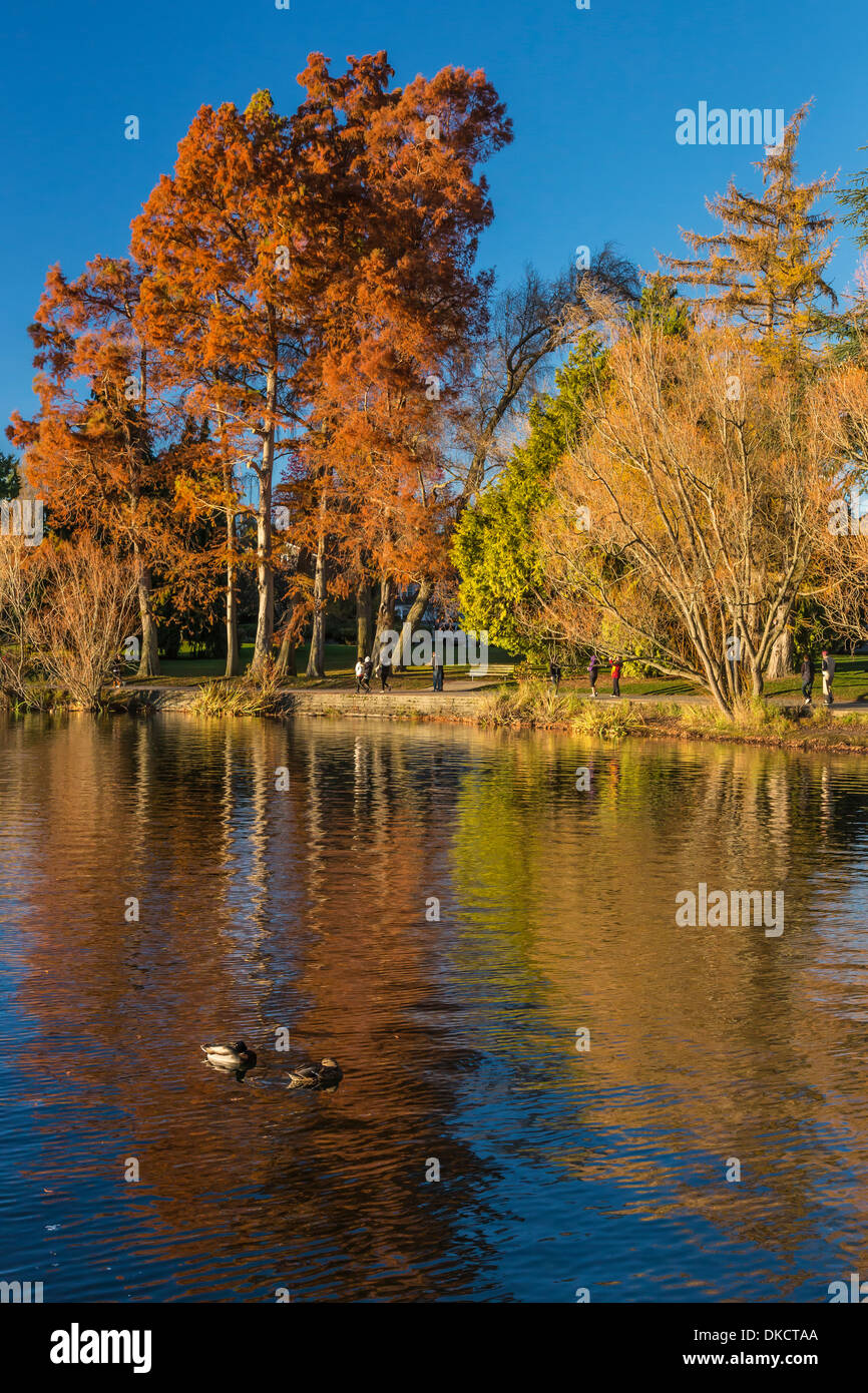 Reflexionen der Herbst Bäume auf Green Lake, Green Lake Park, Seattle, Washington State, USA Stockfoto