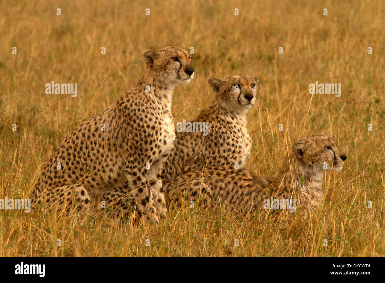 Geparden, Beute Acinonyx Jubatus stalking im Regen Stockfoto