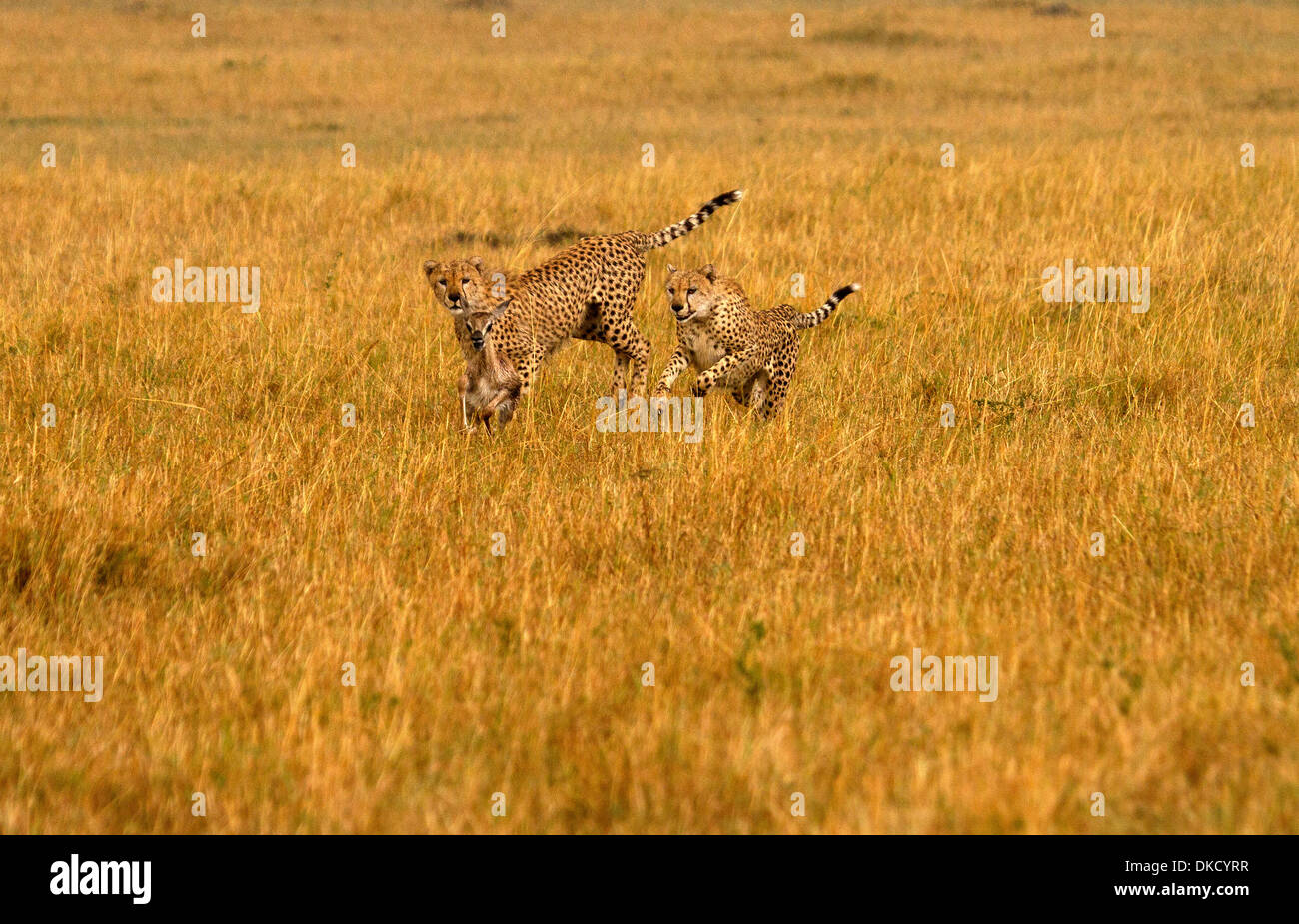 Geparden, Acinonyx Jubatus jagen Beute Stockfoto