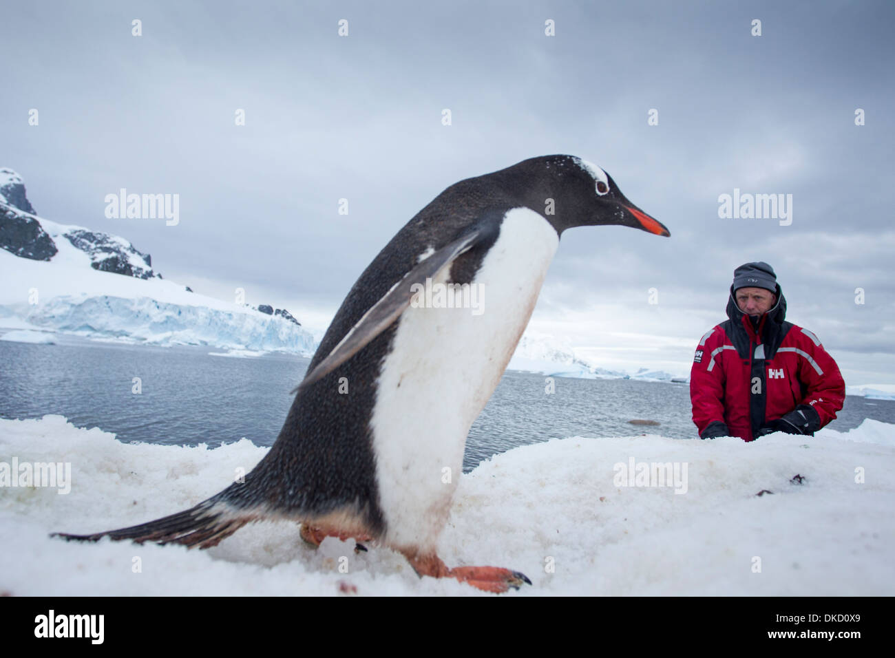 Antarktis, Gentoo Penguins (Pygoscelis Papua) Stockfoto