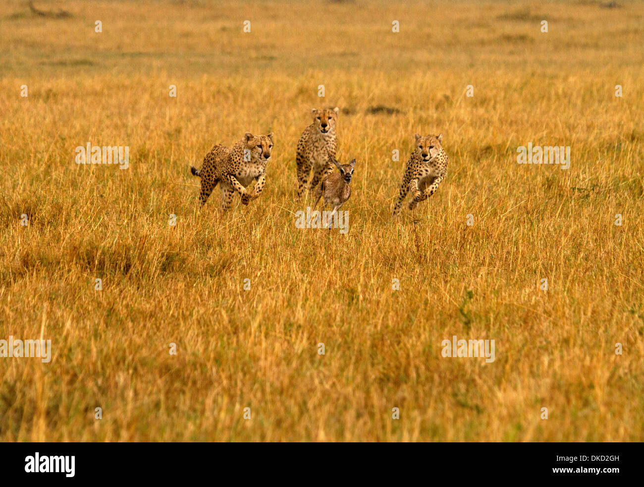 Geparden, Acinonyx Jubatus jagen Beute Stockfoto