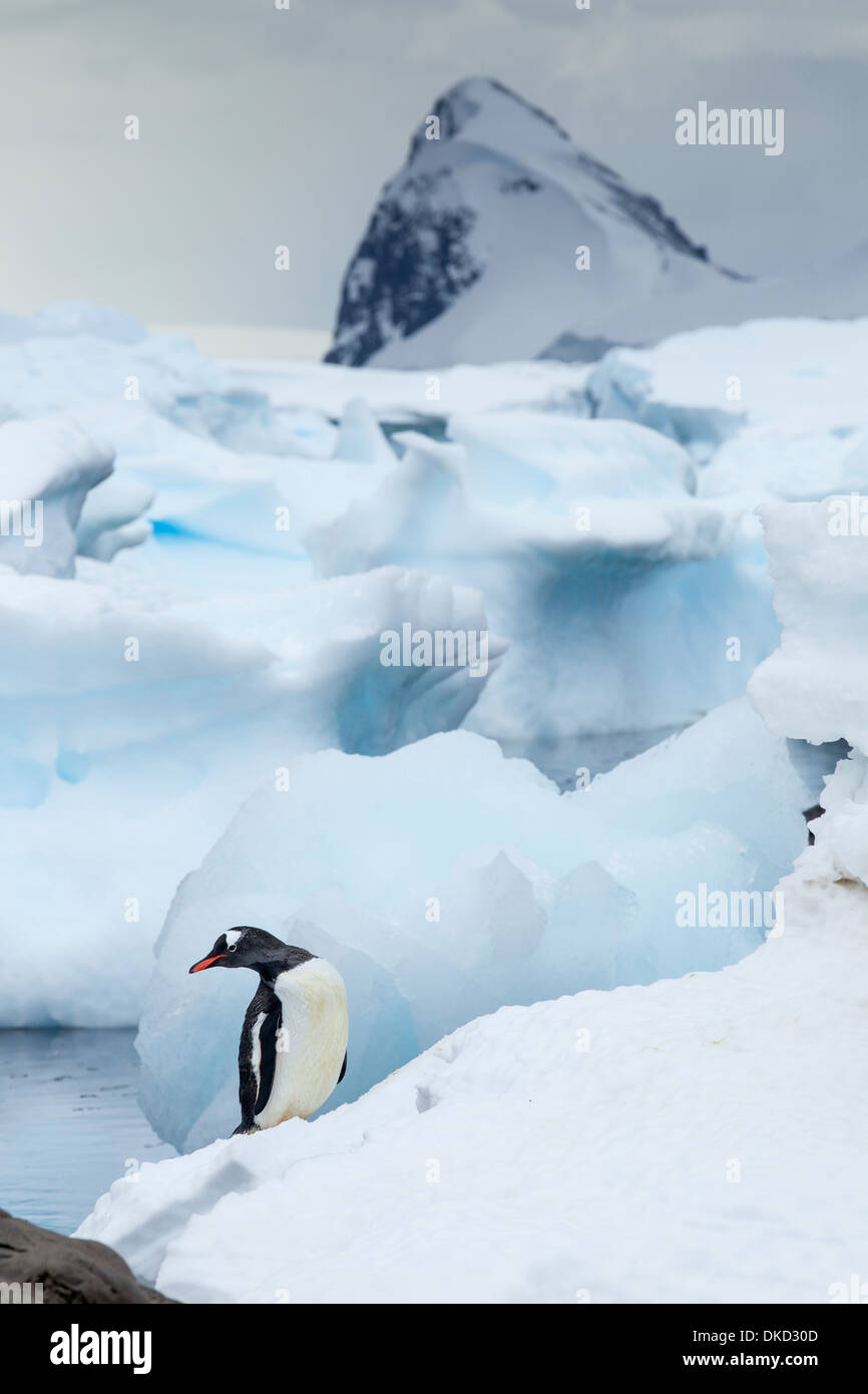 Antarktis, Cuverville Island, Gentoo Penguins (Pygoscelis Papua) stehend auf tief verschneiten Küstenlinie entlang Errera Kanal Stockfoto