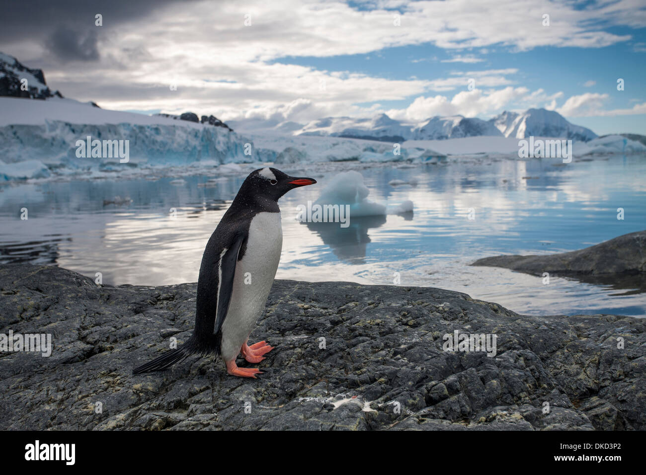 Antarktis, Cuverville Island, Gentoo Penguin (Pygoscelis Papua) stehend auf felsigen Küstenlinie entlang Errera Kanal Stockfoto