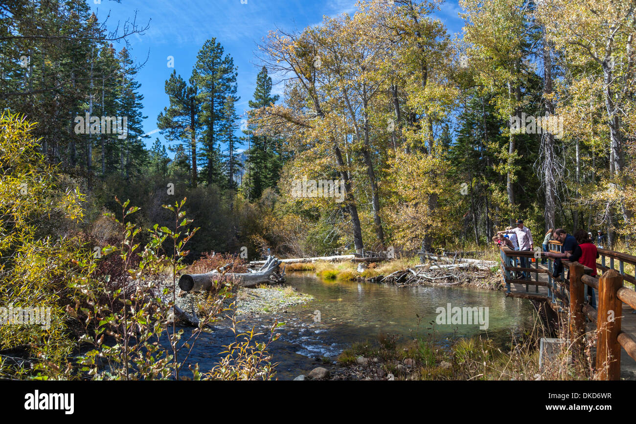 Besucher auf Brücke suchen Sie laichen Kokanee Lachs in Taylor Creek Lake Tahoe Stockfoto