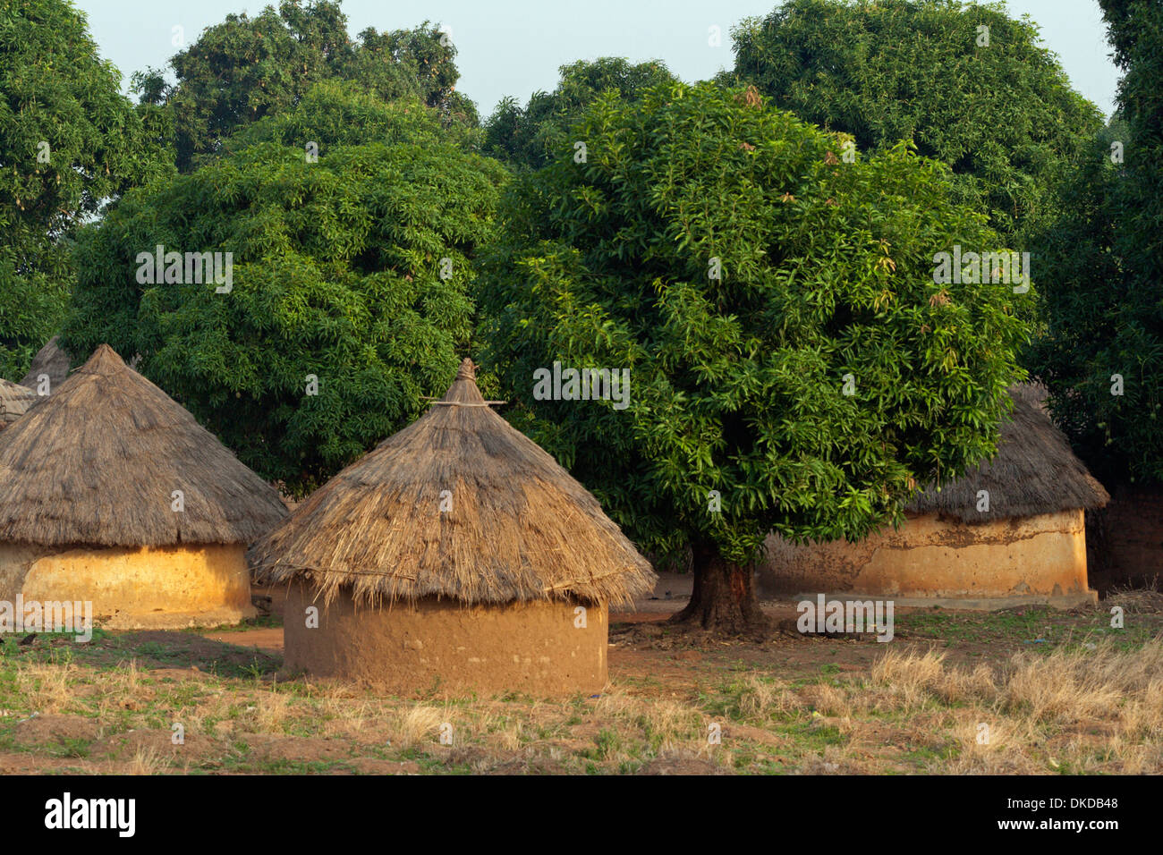 Dorf Guinea Afrika Schlamm Hütte Dach Mango Grasbäume Stockfoto