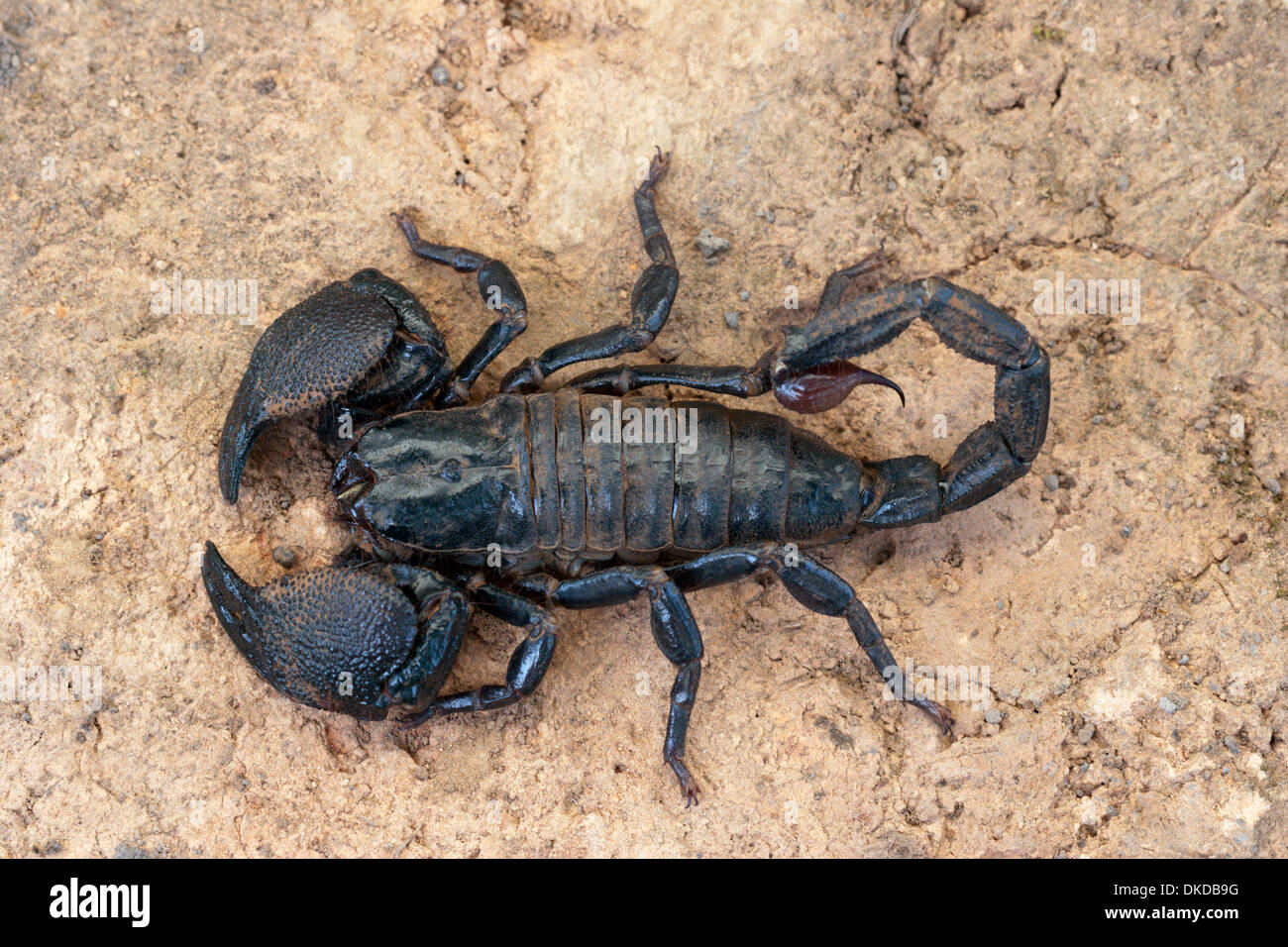 Skorpion schwarz vergiften Venom stechen gefährlich Stockfoto
