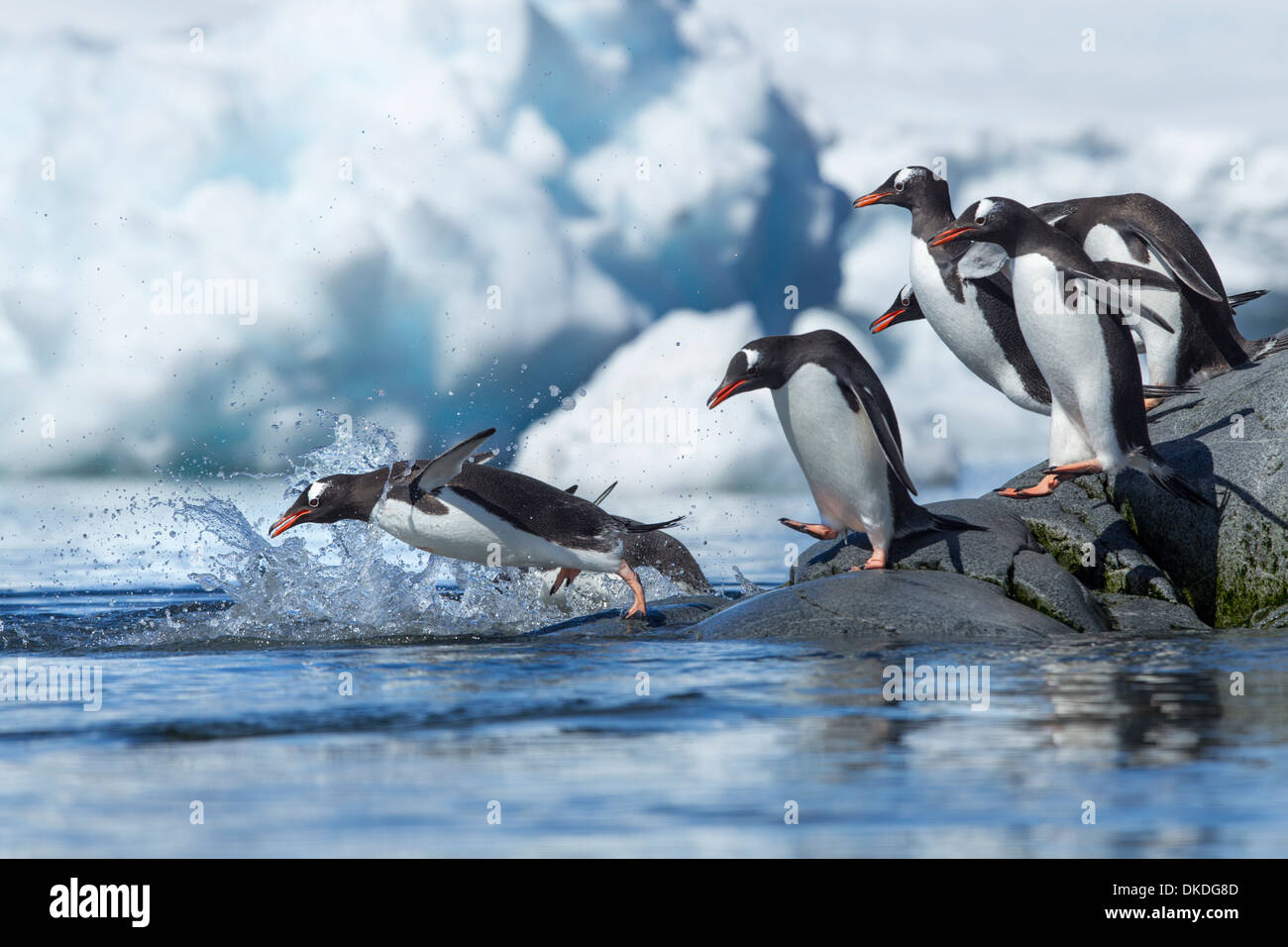 Antarktis, Petermann Island Line von Gentoo Pinguine (Pygoscelis Papua) sprang ins Meer aus Felsenküste Stockfoto