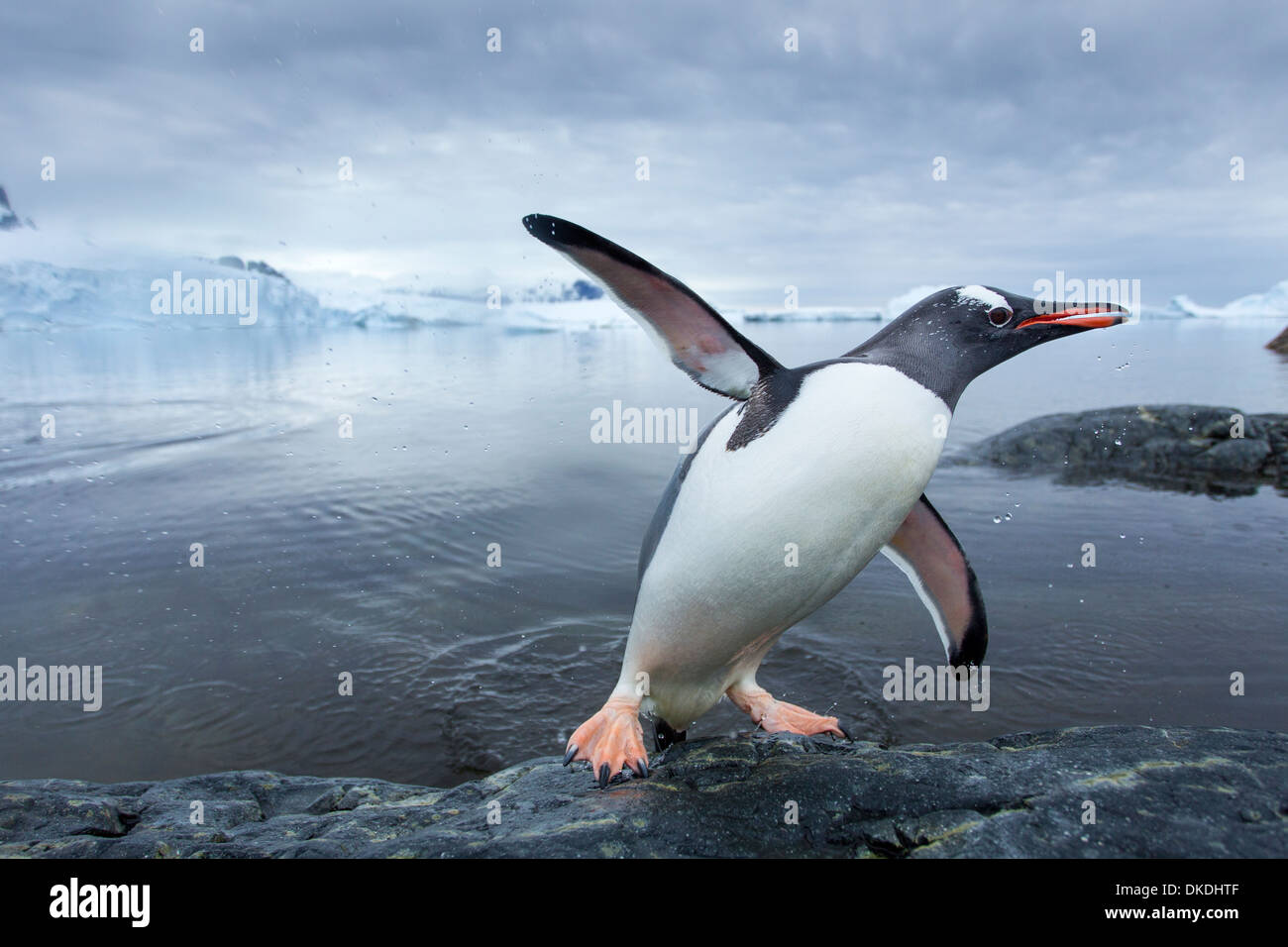 Antarktis, Cuverville Island, Gentoo Penguin (Pygoscelis Papua) springen vom Ozean auf felsige Küste in der Nähe von rookery Stockfoto