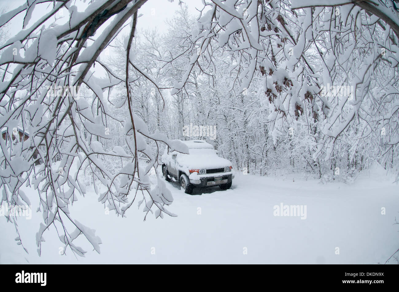 Eine schneebedeckte Auto sitzt unter einem Baldachin von stark verschneiten Bäumen nach einem Schneesturm Stockfoto