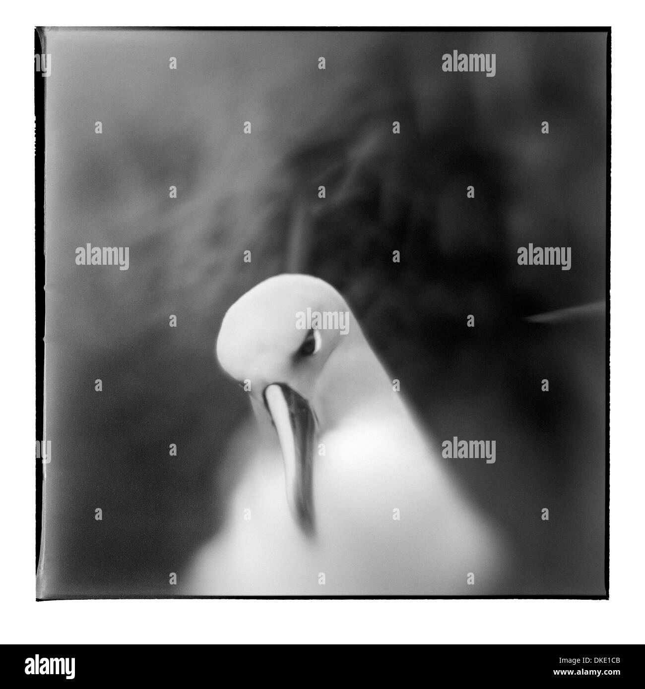 Chile, Diego Ramirez Inseln, verschwommene schwarz-weiß Bild unter der Leitung von Gray Albatros (Diomedea Chrystoma) am Nest in hohe Gräser Stockfoto