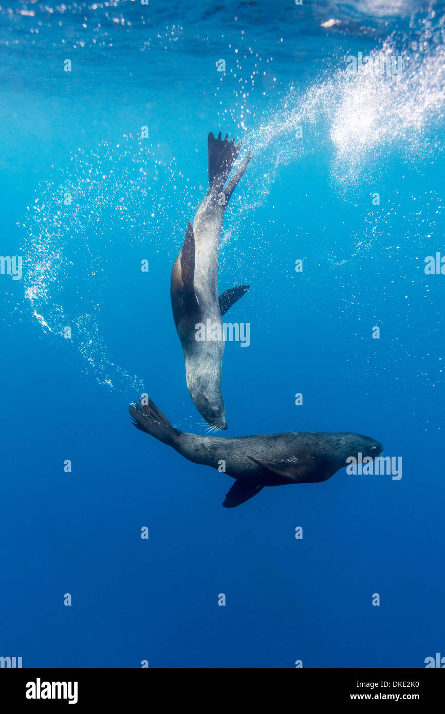 Chile, Diego Ramirez Insel Unterwasserblick Südliche Seelöwen (Otaria Flavescens) Schwimmen im Drake-Passage Stockfoto