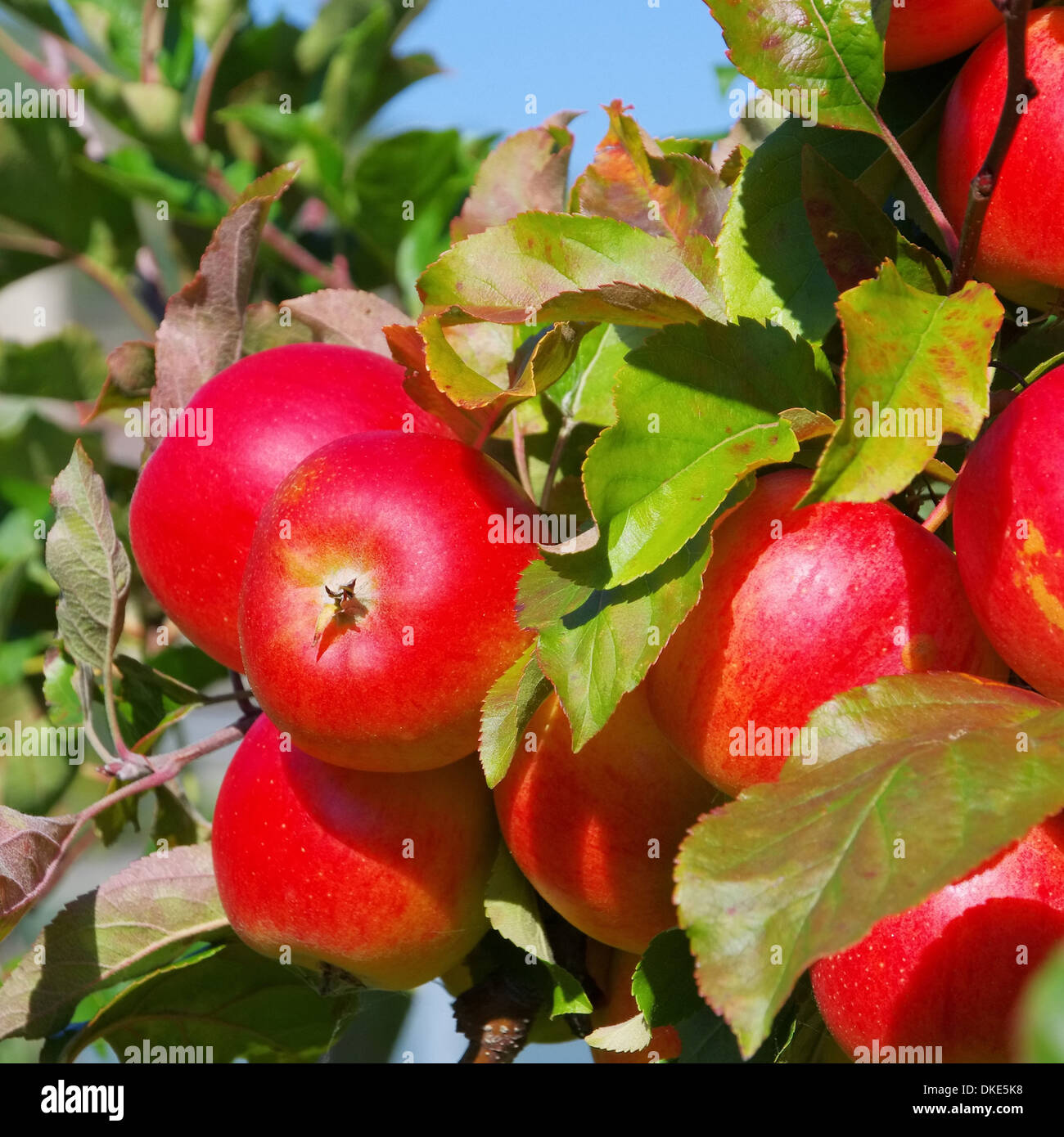 Apfel bin Baum - Apfel am Baum 157 Stockfoto