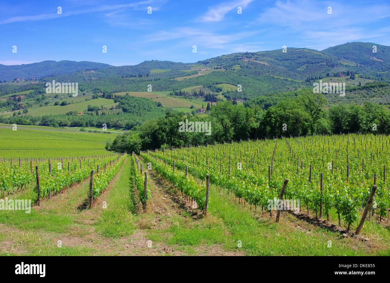 Chianti-Weinberg - Chianti Weingut 03 Stockfoto