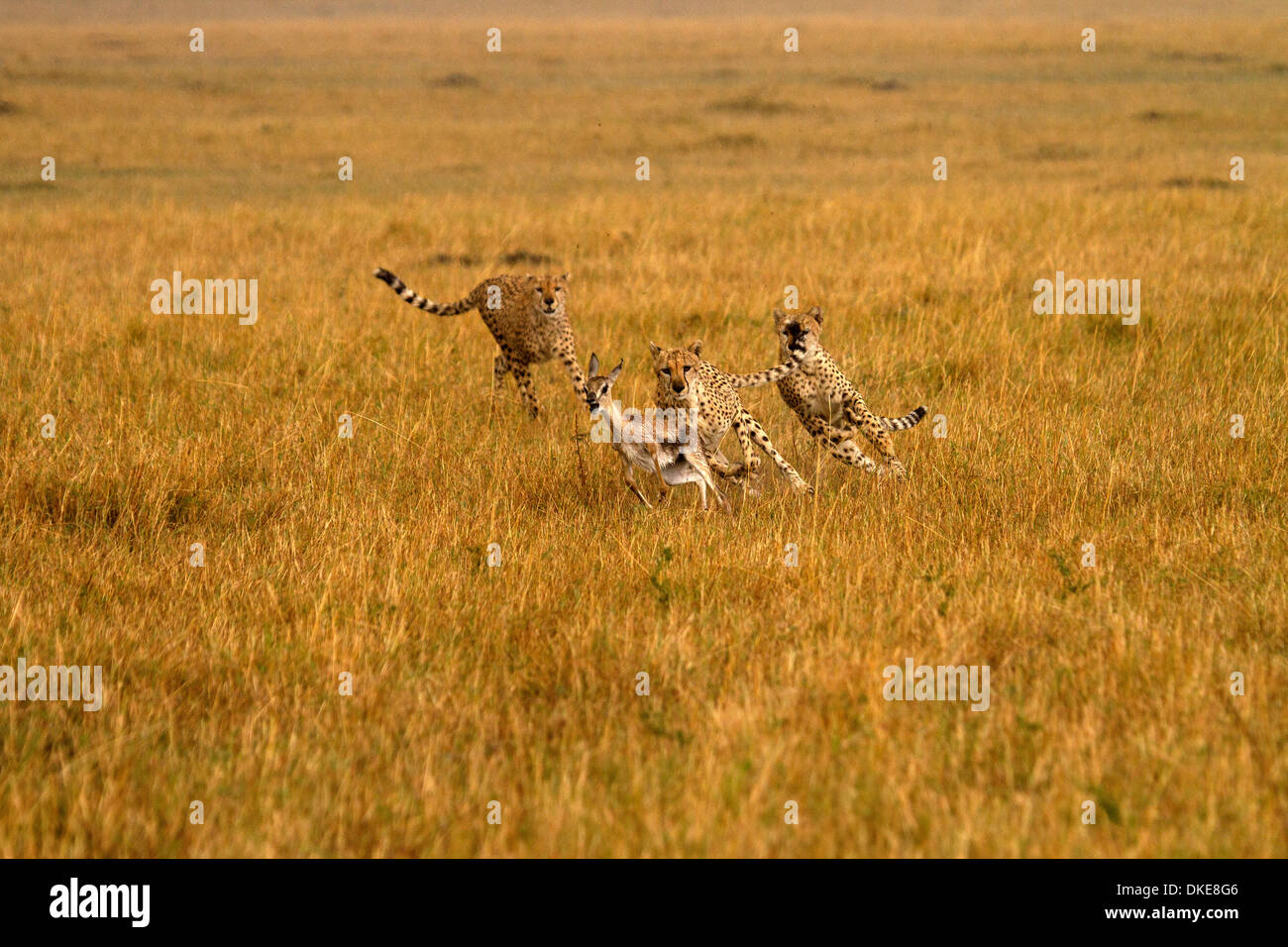 Geparden, Acinonyx Jubatus jagen Beute Stockfoto