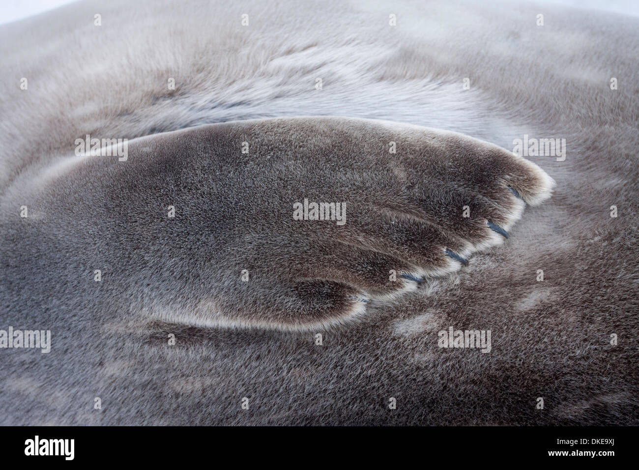 Antarktis, Süd-Shetland-Inseln, Nahaufnahme des Weddell Seal (Leptonychotes Weddellii) ruhen Ufer auf Deception Island Stockfoto