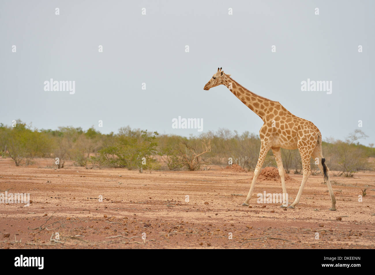 Westafrikanische Giraffe - Niger Giraffe - nigerianische Giraffe (Giraffa Plancius Peralta) zu Fuß in einem ariden Gebiet Stockfoto