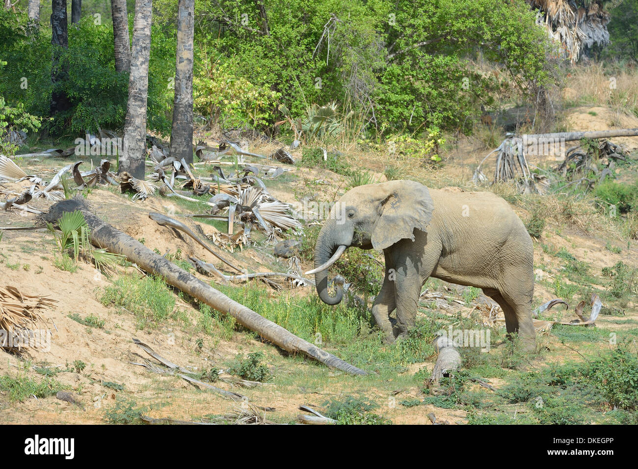 Afrikanischen Bush Elefanten - Savanne Elefanten - Bush Elefant (Loxodonta Africana) Fütterung Pendjari N P - Benin - Westafrika Stockfoto