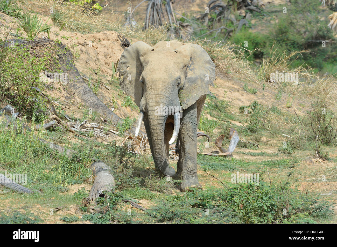 Afrikanischen Bush Elefanten - Savanne Elefanten - Bush Elefant (Loxodonta Africana) Fütterung Pendjari N P - Benin - Westafrika Stockfoto