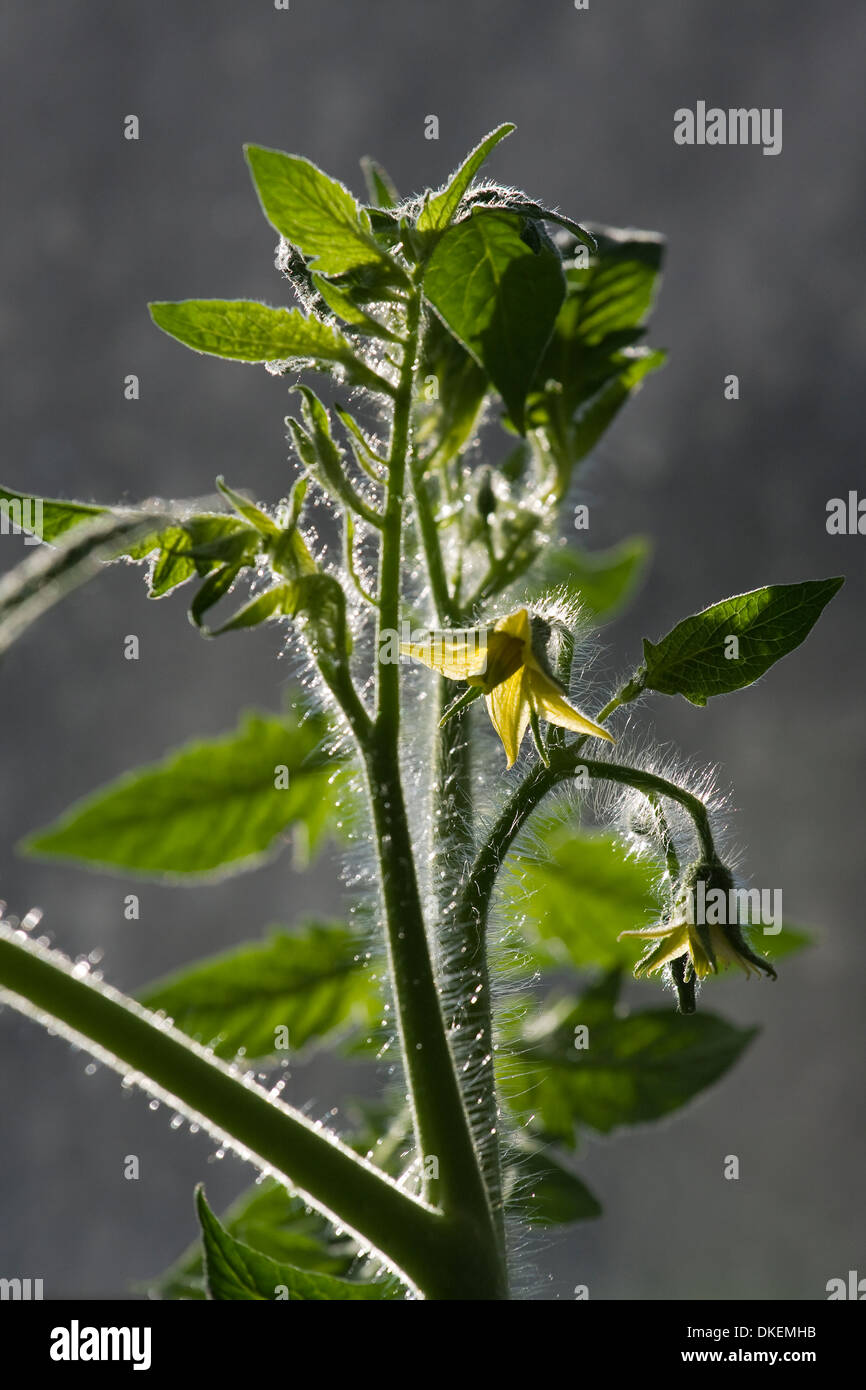 Tomaten Pflanze Blüte zeigt gelbe Blütenteile, Blätter, Stiele und Trichome Stockfoto