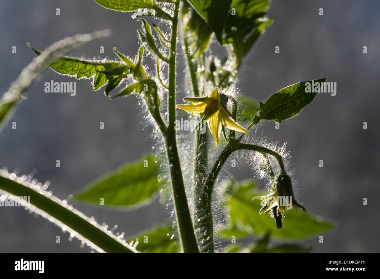 Tomaten Pflanze Blüte zeigt gelbe Blütenteile, Blätter, Stiele und Trichome Stockfoto