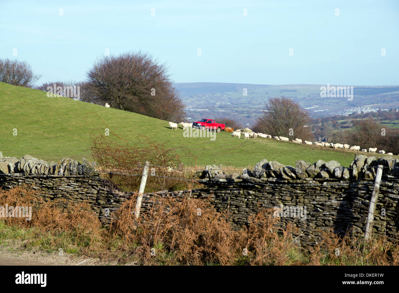 Landwirt Fütterung Schafherde, Mynydd Y Grug, Rhymney Valley, South Wales. Stockfoto