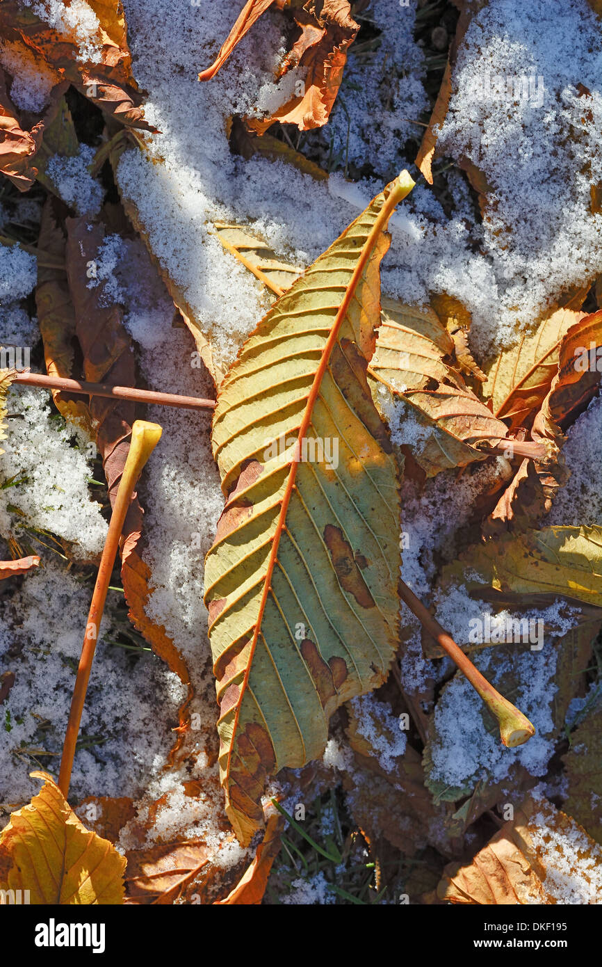 Blätter mit Schnee an einem frühen Wintertag Stockfoto