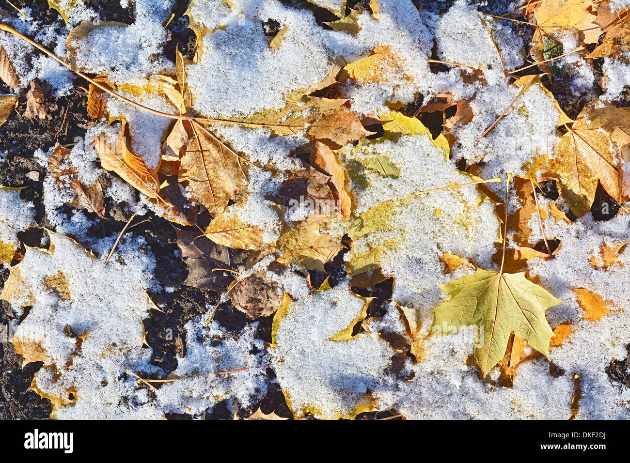 Blätter mit Schnee an einem frühen Wintertag Stockfoto