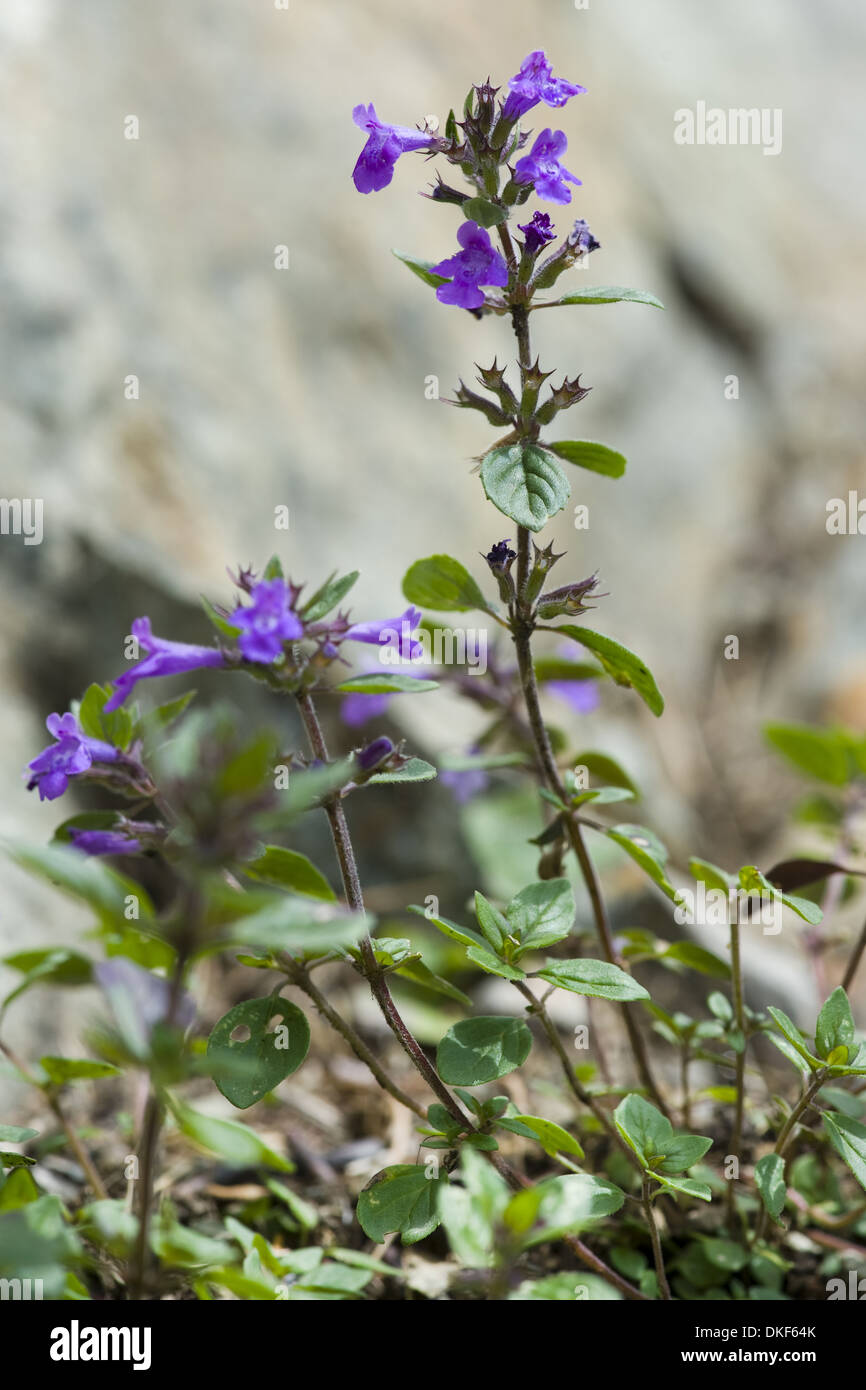 Rock-Thymian, Acinos alpinus Stockfoto