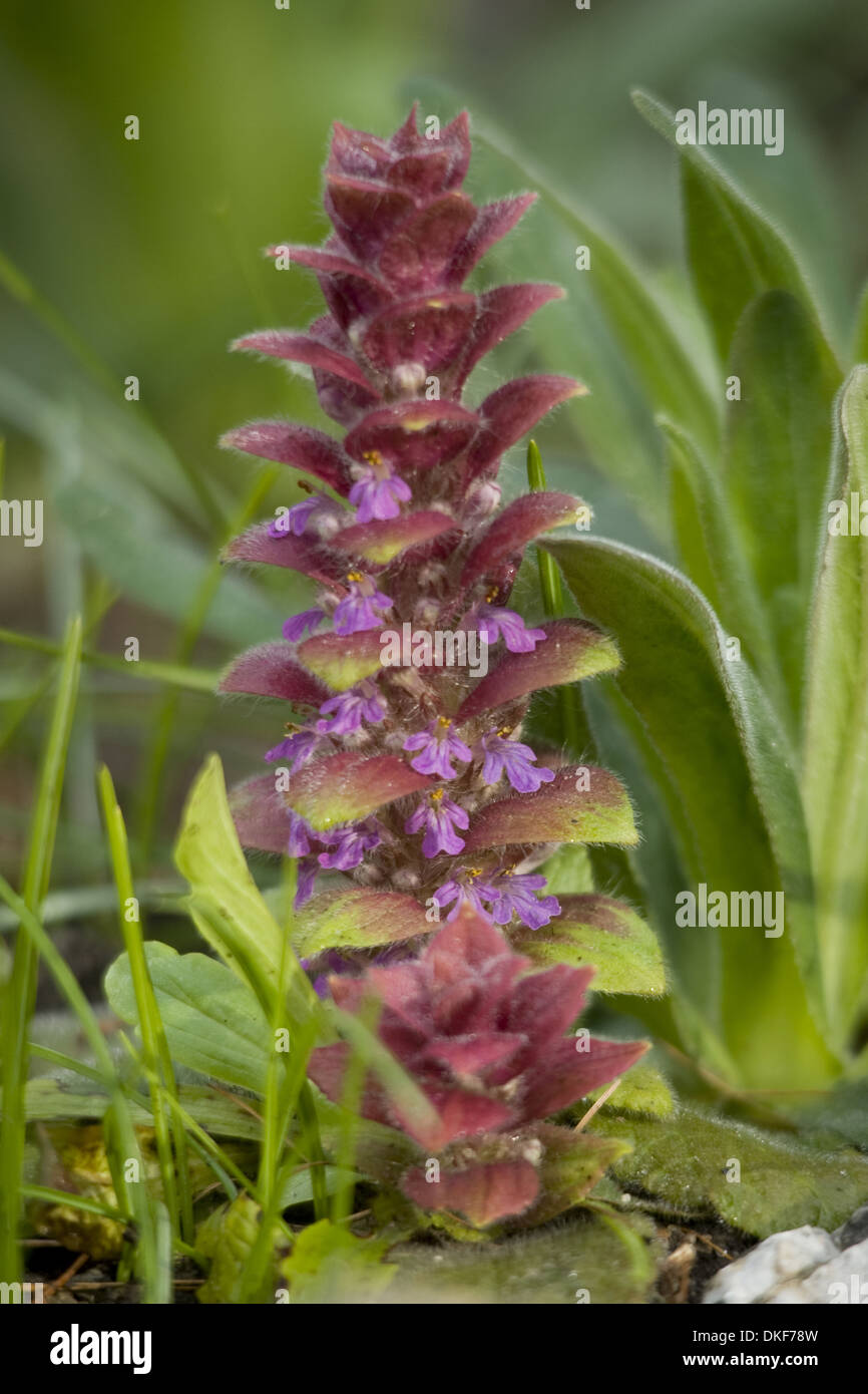 pyramidale Signalhorn, Ajuga pyramidalis Stockfoto