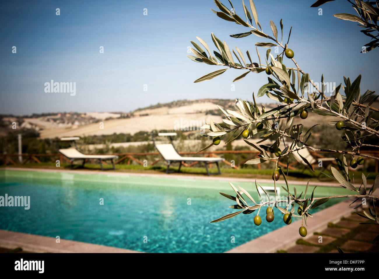 Olive Tree und Schwimmbad, Valle Orcia, Siena, Toskana, Italien Stockfoto