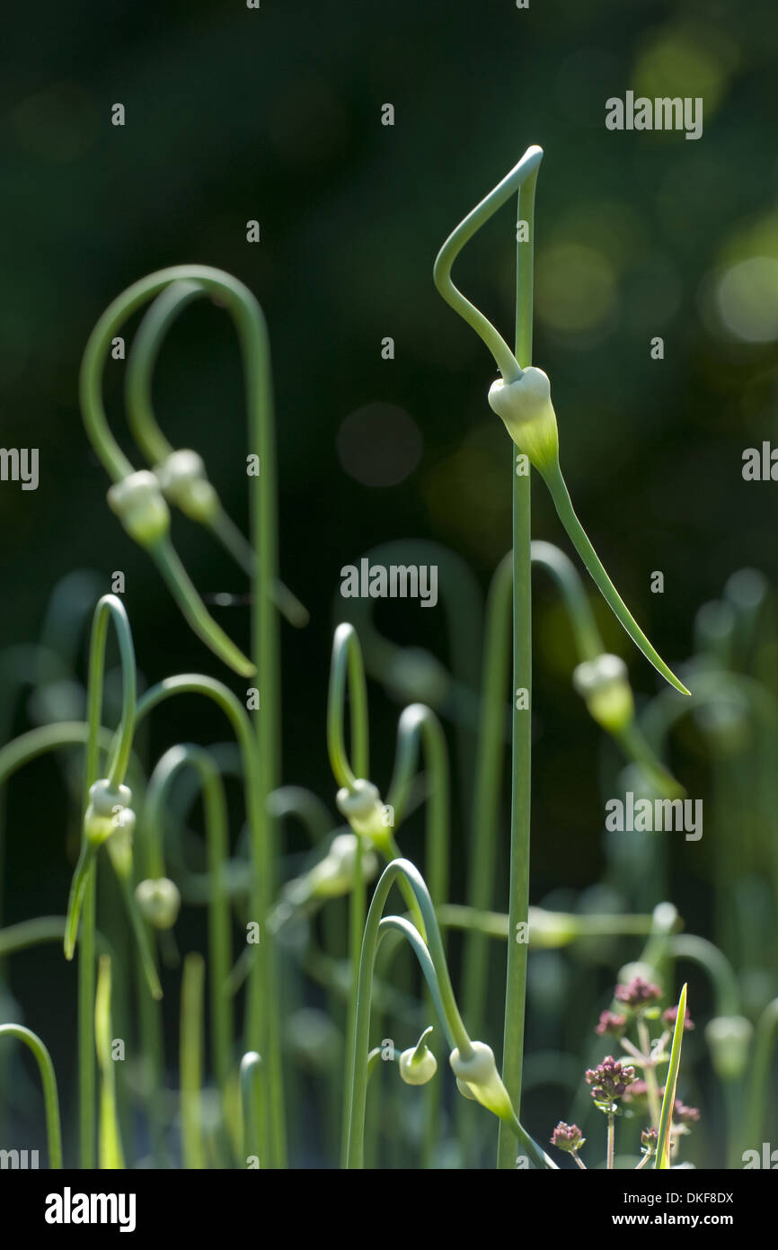 Knoblauch, Allium sativum Stockfoto