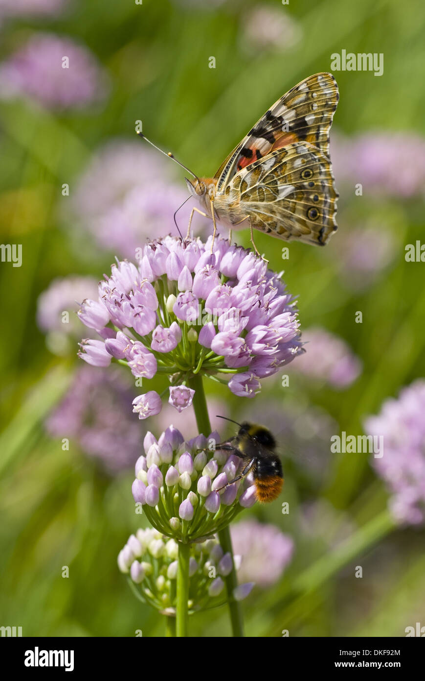 Distelfalter (Vanessa Cardui) auf Laubbäume Schnittlauch (Allium Senescens) Stockfoto