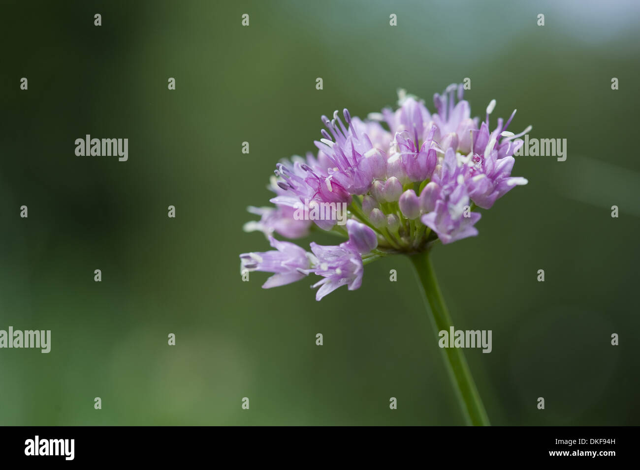 Laubbäume Schnittlauch, Allium senescens Stockfoto