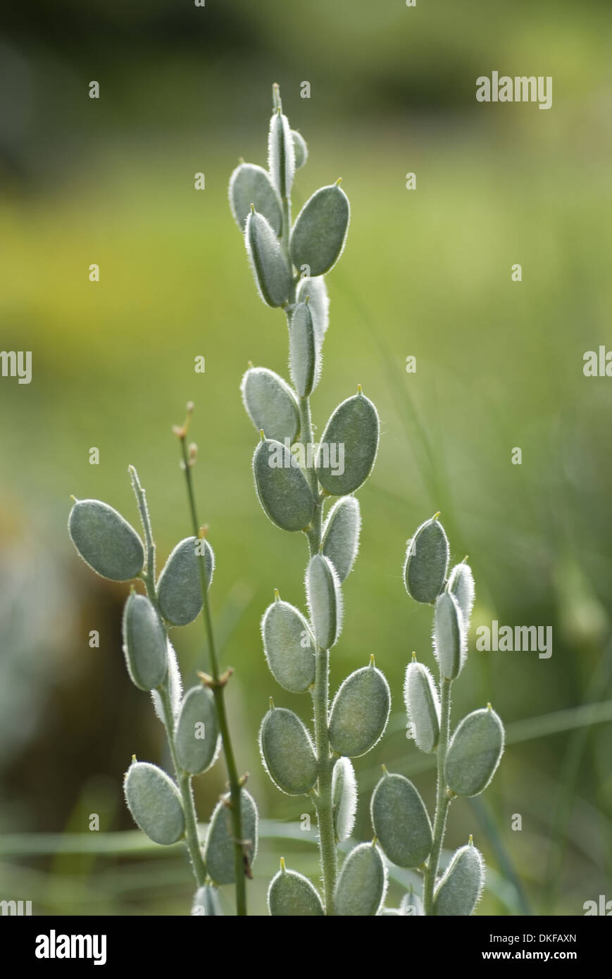 Lilien samen Fotos und Bildmaterial in hoher Auflösung Alamy